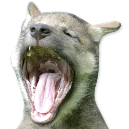 🐺 Стикер «Зевота» для Telegram