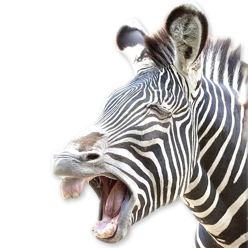 🦓 Стикер «Зевота» для Telegram