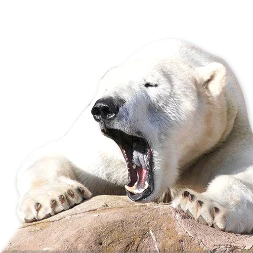 🐻‍❄️ Стикер «Зевота» для Telegram