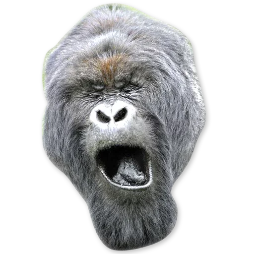 🦍 Стикер «Зевота» для Telegram