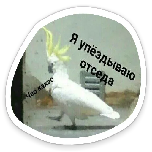 😙 Стикер «Я же Леди» для Telegram