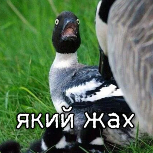 😨 Стикер «ЙБР» для Telegram
