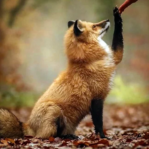 🤝 Стикер «ЙБР» для Telegram