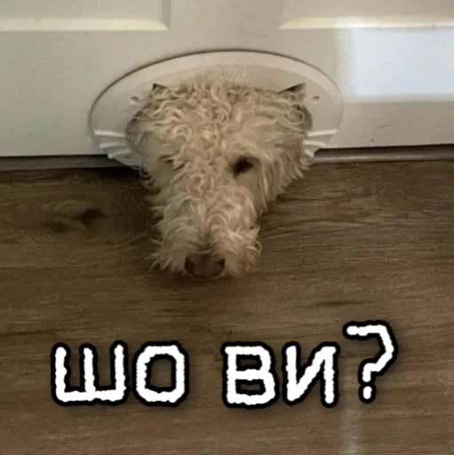 🧐 Стикер «ЙБР» для Telegram