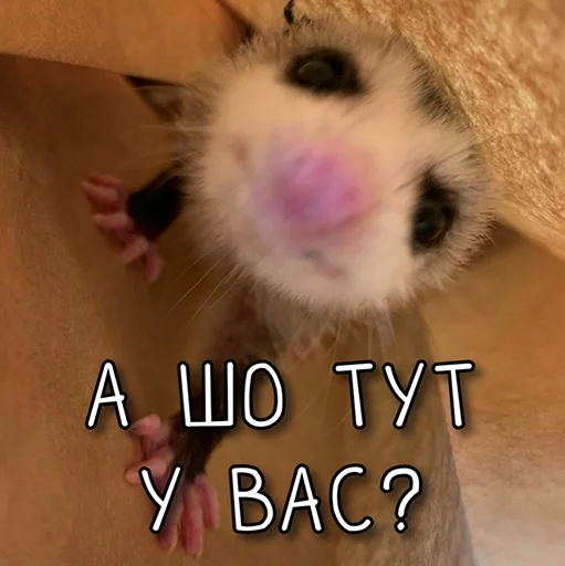 👀 Стикер «ЙБР» для Telegram