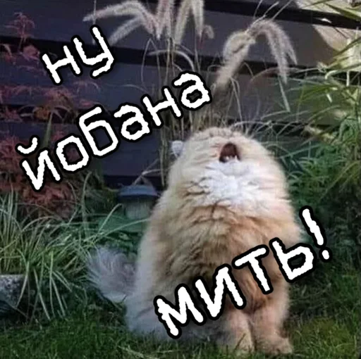 😤 Стикер «ЙБР» для Telegram
