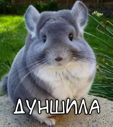 🫵 Стикер «ЙБР» для Telegram