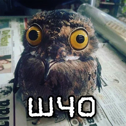 😮 Стикер «ЙБР» для Telegram