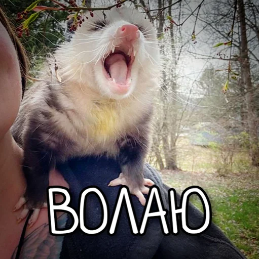 😂 Стикер «ЙБР» для Telegram