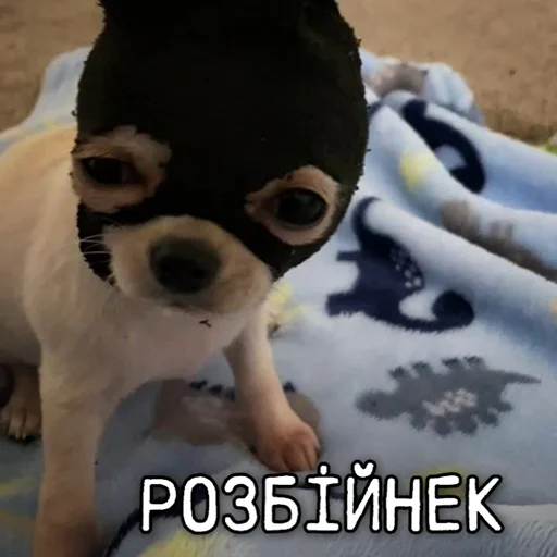 🥷 Стикер «ЙБР» для Telegram