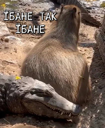 🥱 Стикер «ЙБР» для Telegram