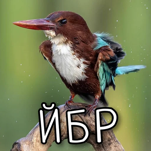 😡 Стикер «ЙБР» для Telegram
