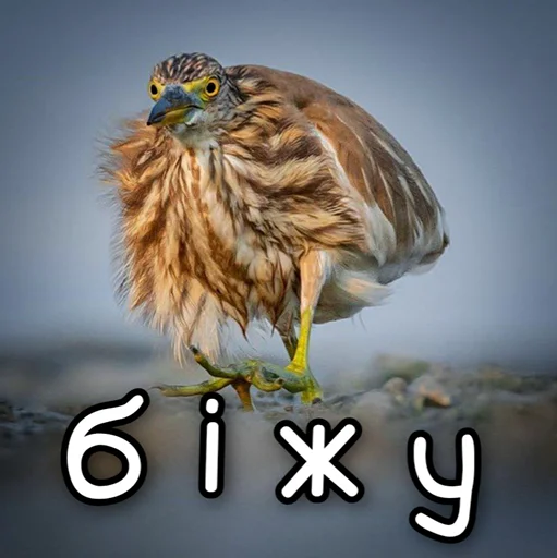 🏃‍♂ Стикер «ЙБР» для Telegram