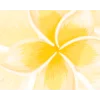 🟡 Эмодзи «Yellow Dividers» для Telegram