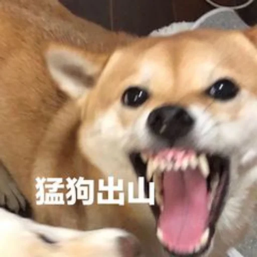 😅 Стикер «yishanyishanliangjingjing» для Telegram