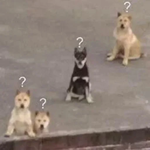 🐕 Стикер «yishanyishanliangjingjing» для Telegram