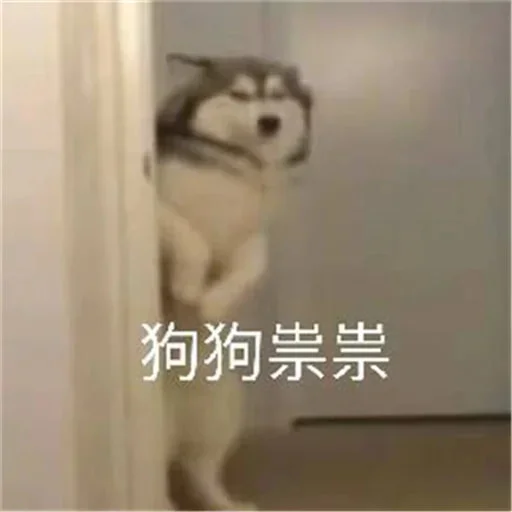 🐕 Стикер «yishanyishanliangjingjing» для Telegram