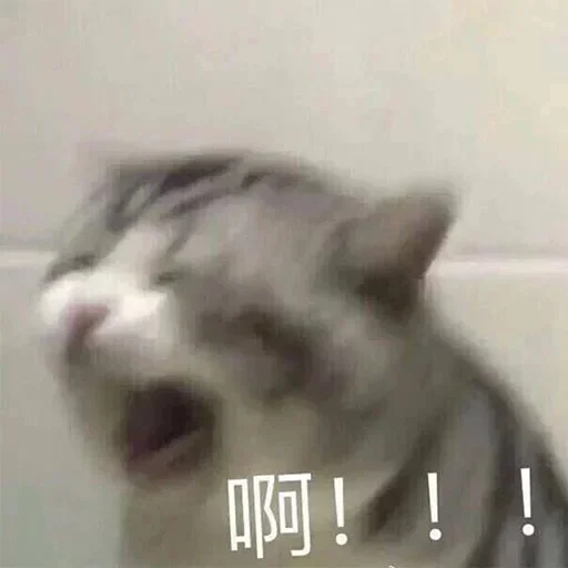 🐈 Стикер «yishanyishanliangjingjing» для Telegram