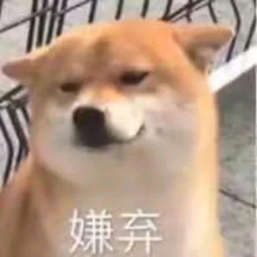🐕 Стикер «yishanyishanliangjingjing» для Telegram