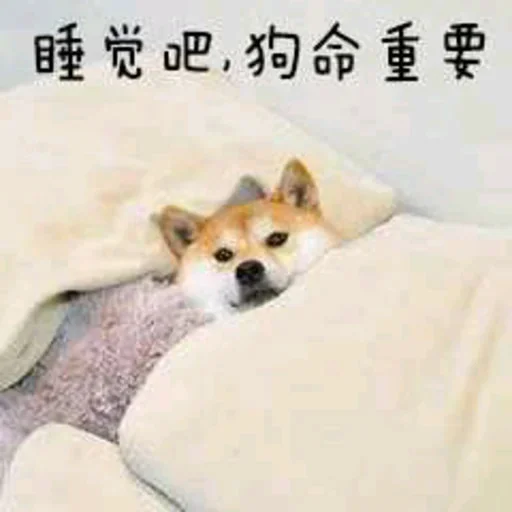 🐕 Стикер «yishanyishanliangjingjing» для Telegram