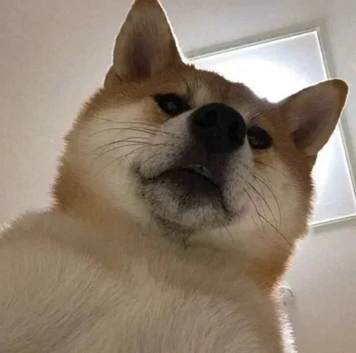 🐕 Стикер «yishanyishanliangjingjing» для Telegram