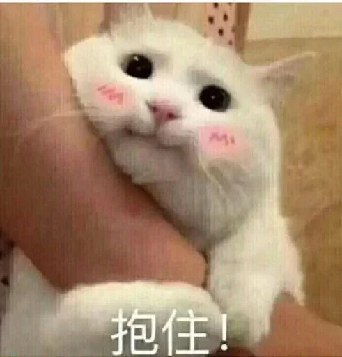 🐈 Стикер «yishanyishanliangjingjing» для Telegram