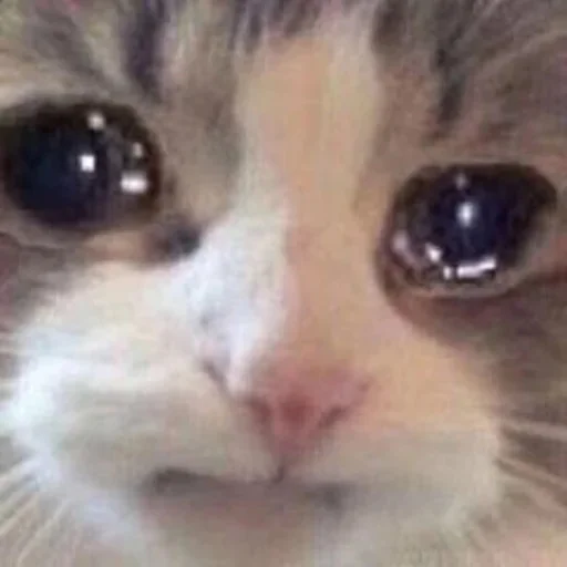🐈 Стикер «yishanyishanliangjingjing» для Telegram