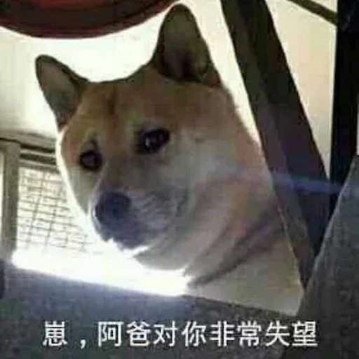 🐕 Стикер «yishanyishanliangjingjing» для Telegram