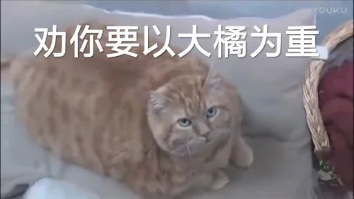 🐈 Стикер «yishanyishanliangjingjing» для Telegram