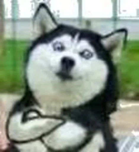 🐕 Стикер «yishanyishanliangjingjing» для Telegram
