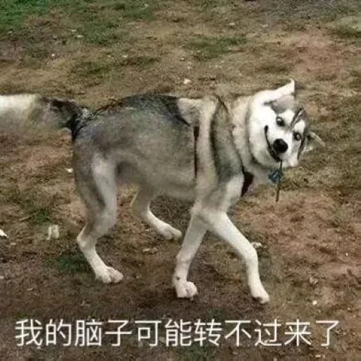 🐕 Стикер «yishanyishanliangjingjing» для Telegram
