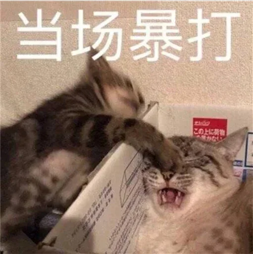 🐈 Стикер «yishanyishanliangjingjing» для Telegram