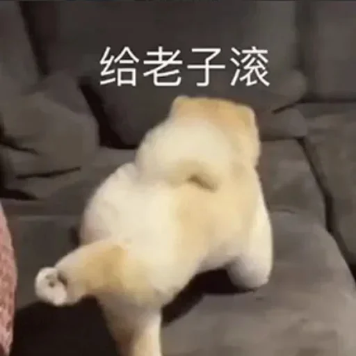 🐕 Стикер «yishanyishanliangjingjing» для Telegram