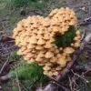 🧡 Эмодзи «Hearts everywhere» для Telegram