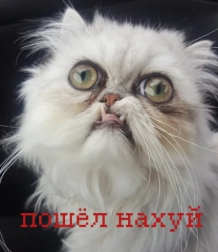 😩 Стикер «иди нахер» для Telegram