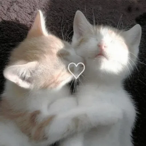 🐈 Стикер «стикерная каша» для Telegram