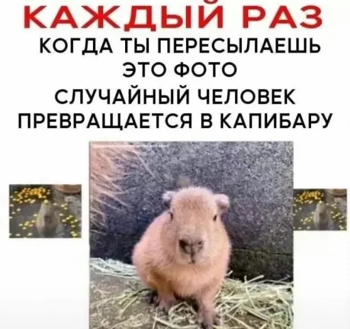 🥥 Стикер «стикерная каша» для Telegram