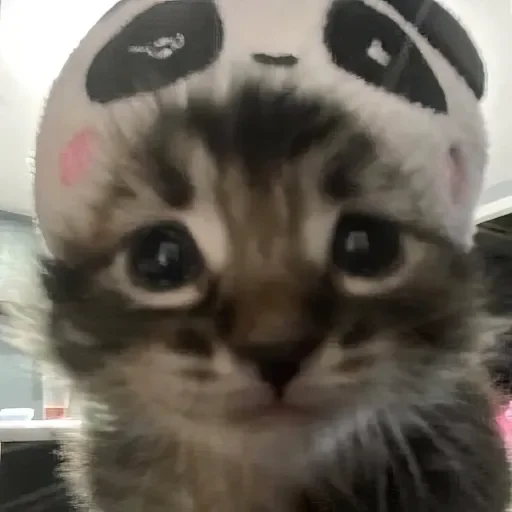 🐼 Стикер «стикерная каша» для Telegram