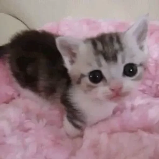 🐈 Стикер «стикерная каша» для Telegram