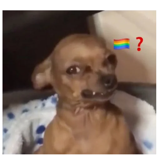 🏳️‍🌈 Стикер «You Are Gay» для Telegram