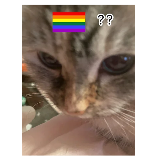 🏳️‍🌈 Стикер «You Are Gay» для Telegram