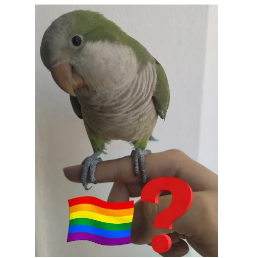 🏳️‍🌈 Стикер «You Are Gay» для Telegram