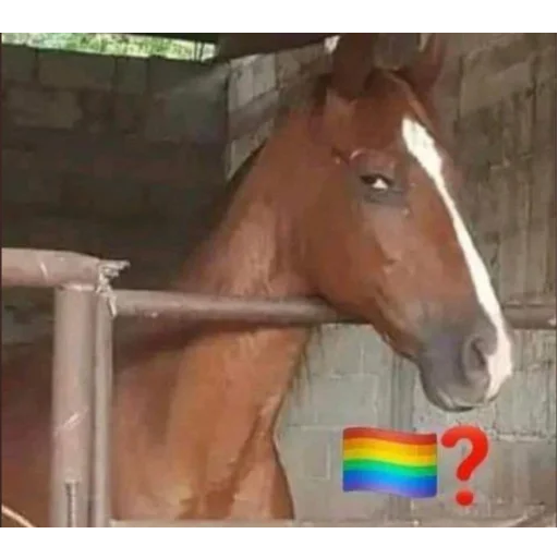 🏳️‍🌈 Стикер «You Are Gay» для Telegram