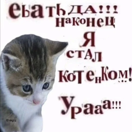 😼 Стикер «антонио мошонка» для Telegram