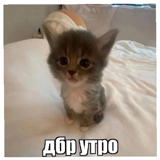 😄 Стикер «юбочка чулочки я чвк фембойчик)))» для Telegram