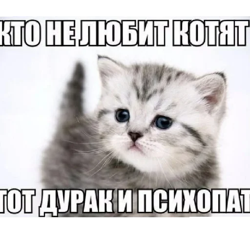 😄 Стикер «юбочка чулочки я чвк фембойчик)))» для Telegram