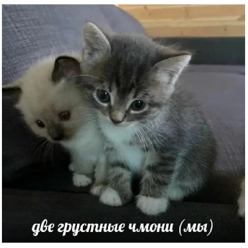 😄 Стикер «юбочка чулочки я чвк фембойчик)))» для Telegram