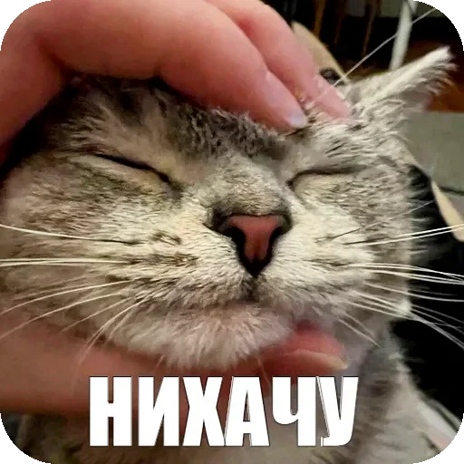 😨 Стикер «Yuki» для Telegram