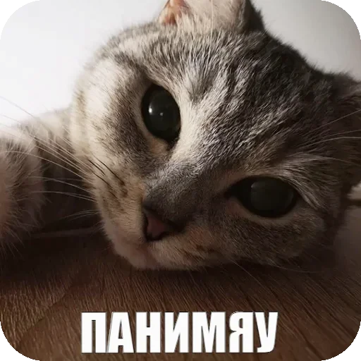 😌 Стикер «Yuki» для Telegram