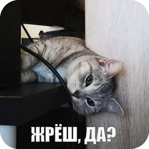 🙃 Стикер «Yuki» для Telegram